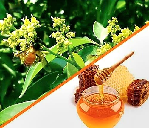 Licu Honey